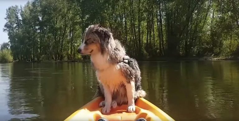dog falling asleep on kayak