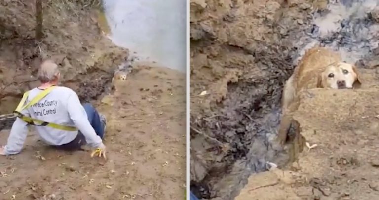 Dog Rescued After Becoming Stuck for Days on Kentucky River Bank