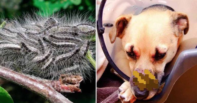 dog poisoned by opm