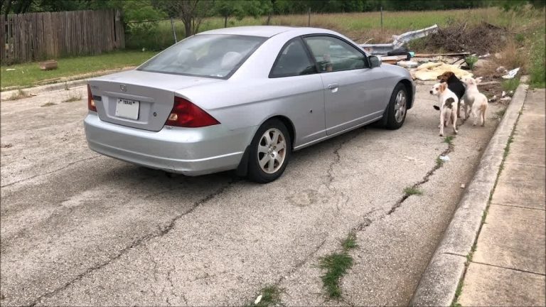 Woman Confronts People Abandoning Four Dogs on Street