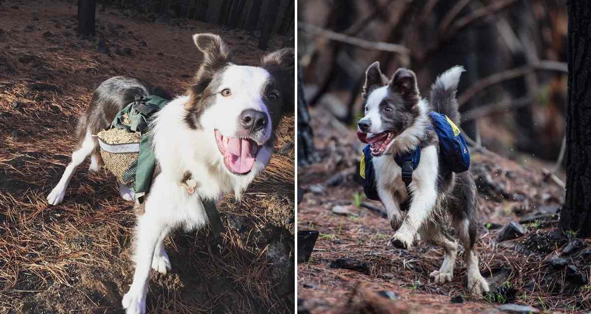 Three Border Collies are Helping to Bring Burnt Forest Back to Life