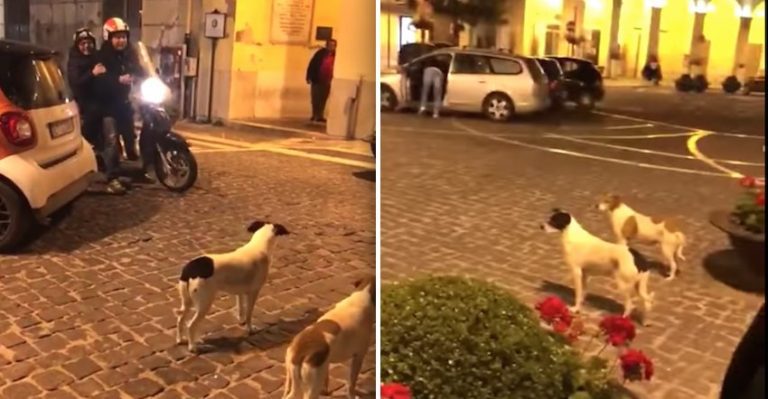 Dogs Tease Scooter Driver Trying To Pass Them On the Street