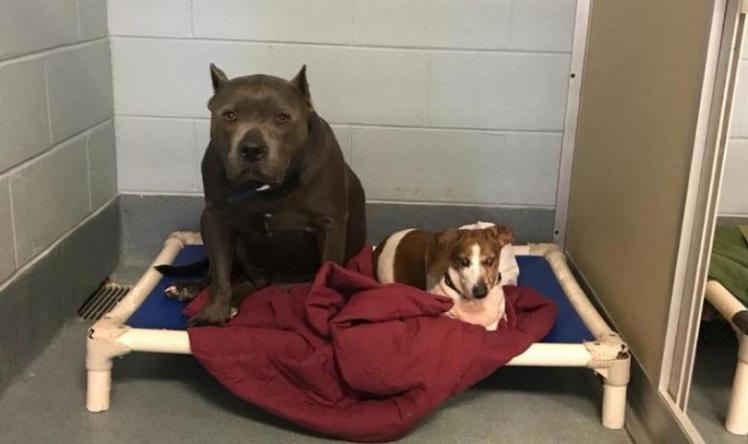Bonded Dogs Adopted Together But Split Apart After Blind Dachshund Abandoned