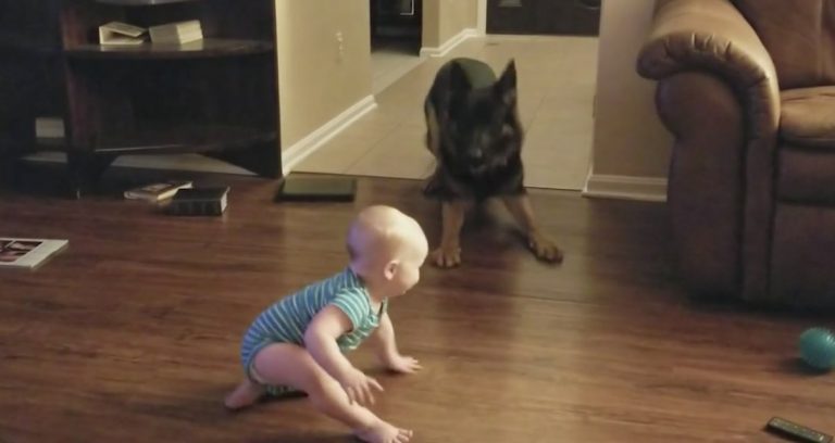 dog and baby play chase