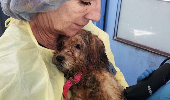 45 Havanese Dogs Rescued From Deplorable Conditions