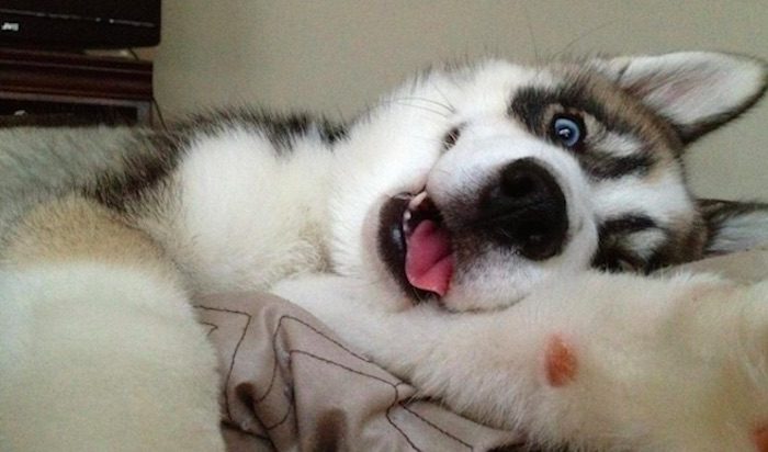 8 Reasons Why You Should Let Your Dog Sleep on the Bed