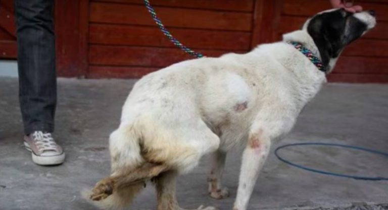 Stray Dog Run Over By Car Waits 3 Years At Shelter To Find The Perfect Home