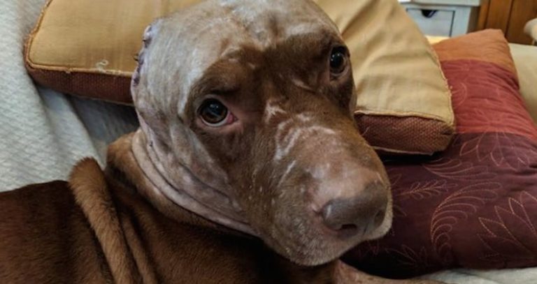 Dog Who Had His Ears Ripped Off Just Wants to Cuddle