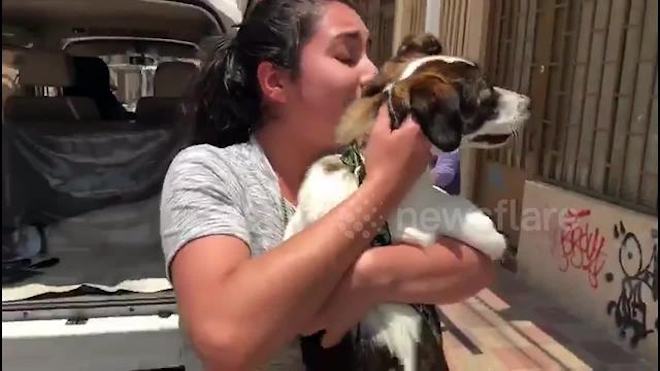 Woman in Tears When Reunited With Her Lost Dog After 20 Days Apart
