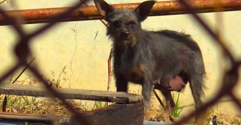 Rescuers Hunt For Puppies After Dog Gives Birth Near Electric Power Lines