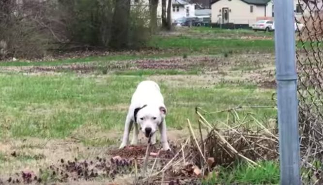 stray mama dog and her pups rescued
