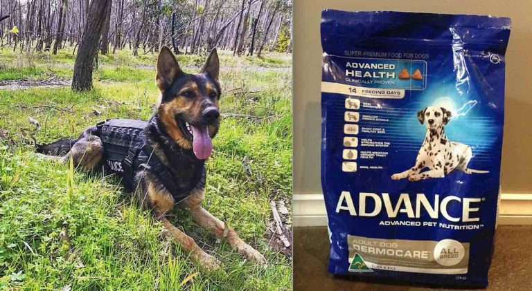 Dog Food Investigated After More Than 70 Dogs Struck Down By Incurable Illness