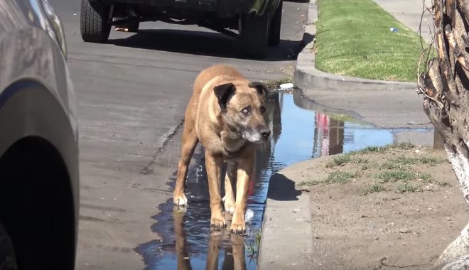 blind senior dog rescued by Hope For Paws