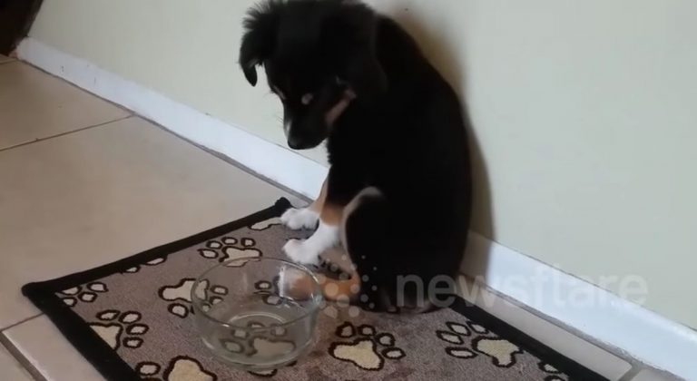 puppy doesn't like cold water