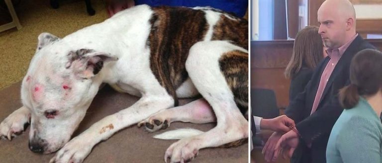 justice served for puppy doe