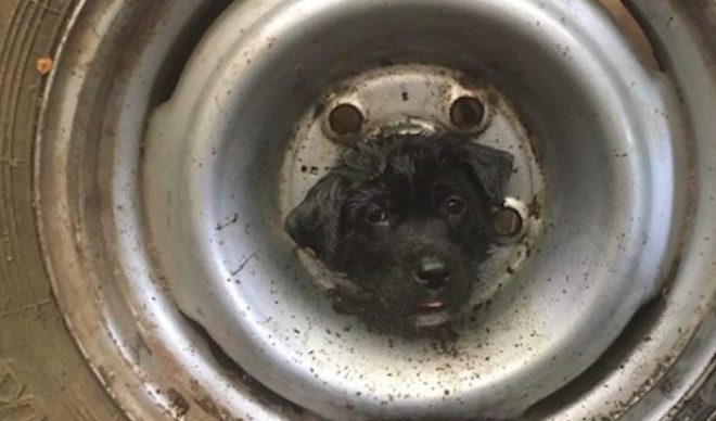 puppy caught in tire