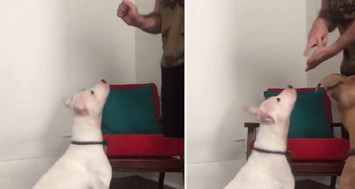 Deaf Dog Told ‘We’re Going To The Park’ In Sign Language Has The Cutest Reaction