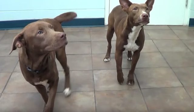 Homeless Sibling Puppies with Broken Bones Find the Loving Touch They Need
