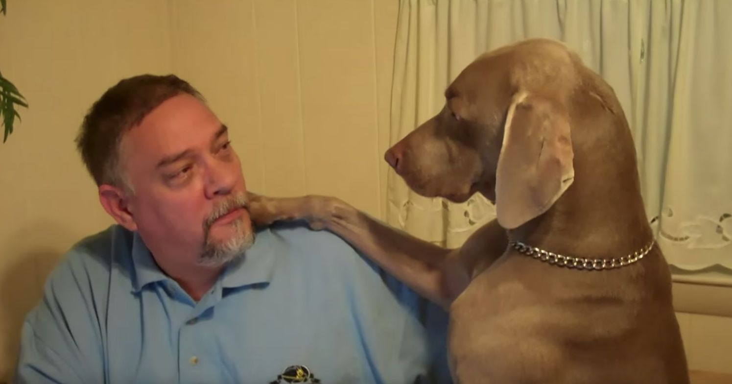 Why You Shouldn’t Ignore a Weimaraner