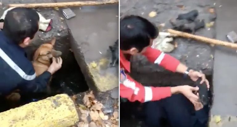 Argentine rescue workers save puppies from storm drain
