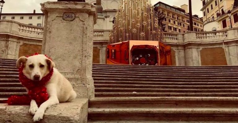 Dog Who Ran Away From Four Homes Finds Perfect Family For Her Restless Spirit