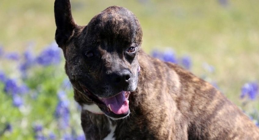 Shelter Dog With Rare Skull Tumor to Get Second Chance Thanks to 3D Printed Implant
