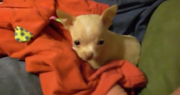 Chihuahua Puppy Makes A New Friend On His First Night Home