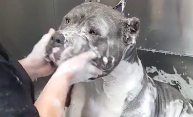 Big Bully Dog Really Enjoys His Bath Time