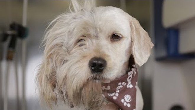 homeless dog gets makeover