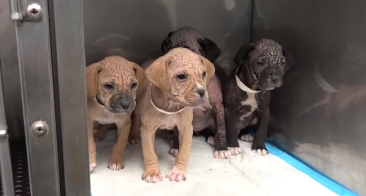 Five Rescued Puppies Covered With Mange and Ticks Make Amazing Recovery