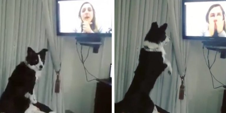 Dog Flips Out Seeing Her Owner First Time in 9 Months on Video Chat