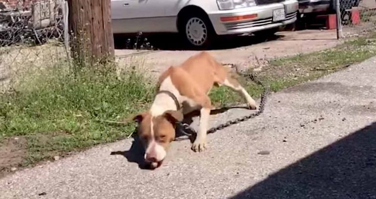 Stray Dog Weighed Down By Heavy Chain Smiles At Rescuers When It Is Removed