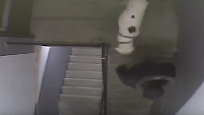 Man Seen in Video Viciously Beating Great Dane, Warrant Issued for His Arrest