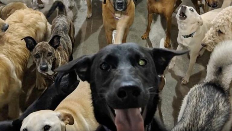 Dogs Take Awesome ‘Selfie’ Together At Doggie Daycare