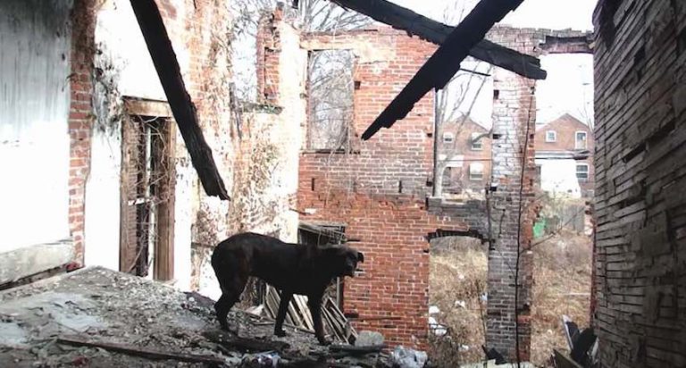 Searchers Looking for Missing Child Find Homeless Dog in Abandoned Home