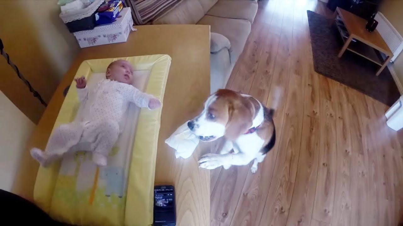 Beagle Dog Helps Change Baby’s Diaper