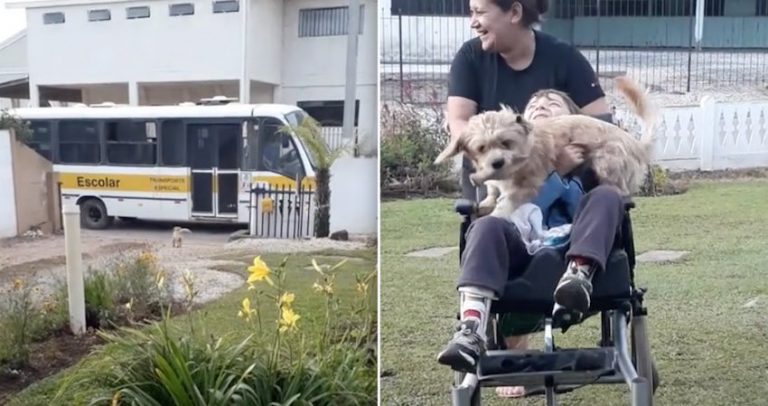 Loyal Dog Greets Disabled Boy Every Day When He Comes Home From School