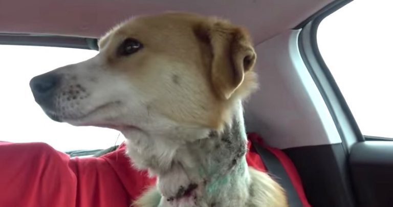 Dog with Collar Embedded in Neck Since He was a Puppy Looking for a Forever Home