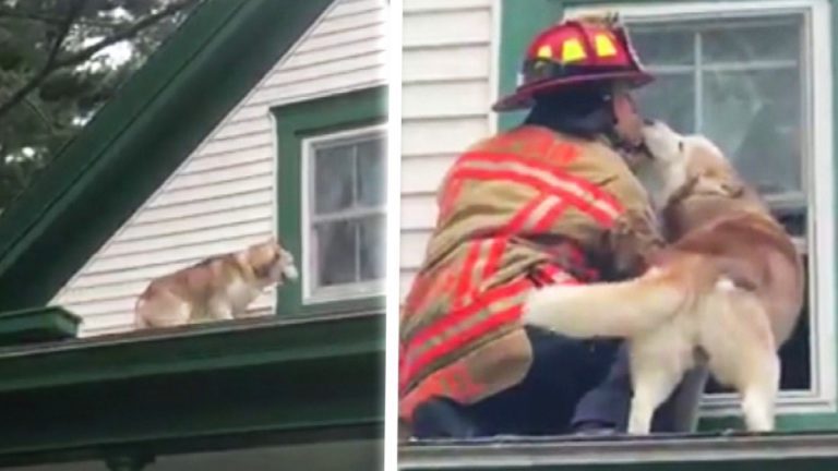 firefighter rescues husky off roof
