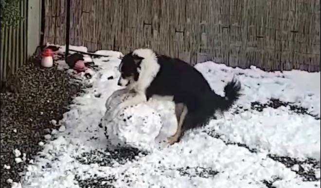 Smart Dog Hilariously Tries To Build A Snowman All By Himself