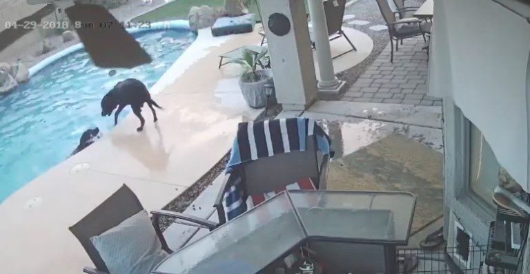 Dog Jumps in Pool to Save His Friend