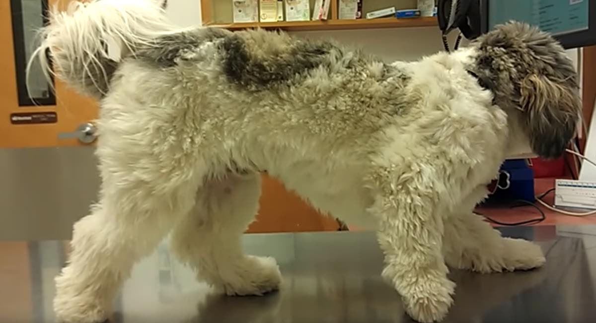 Dog Freezes in Motion Every Time He Visits the Vet
