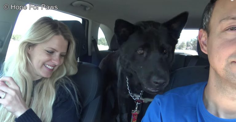 Homeless Dog Living On The Streets Reunited With His Long Lost Brother