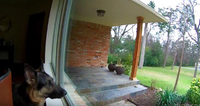 German Shepherd Dog Home Alone Surprised by Drop Cam