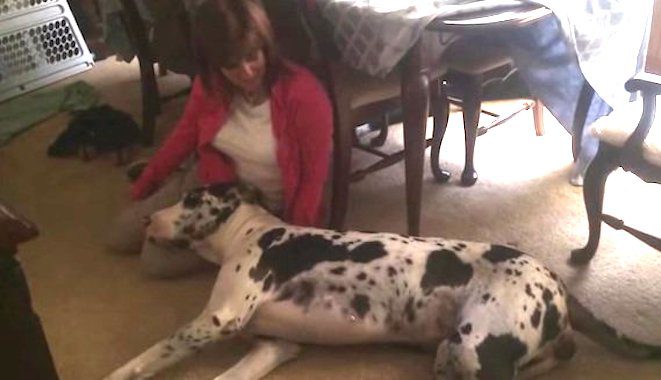 Adorable Great Dane Does the Cutest Thing When Her Mom Sings to Her