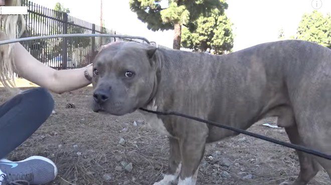 Badly Injured Pit Bull Whimpers When Rescuers Try To Save Him From Train Tracks