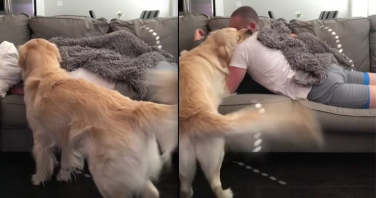dog jealous of family cuddling without him