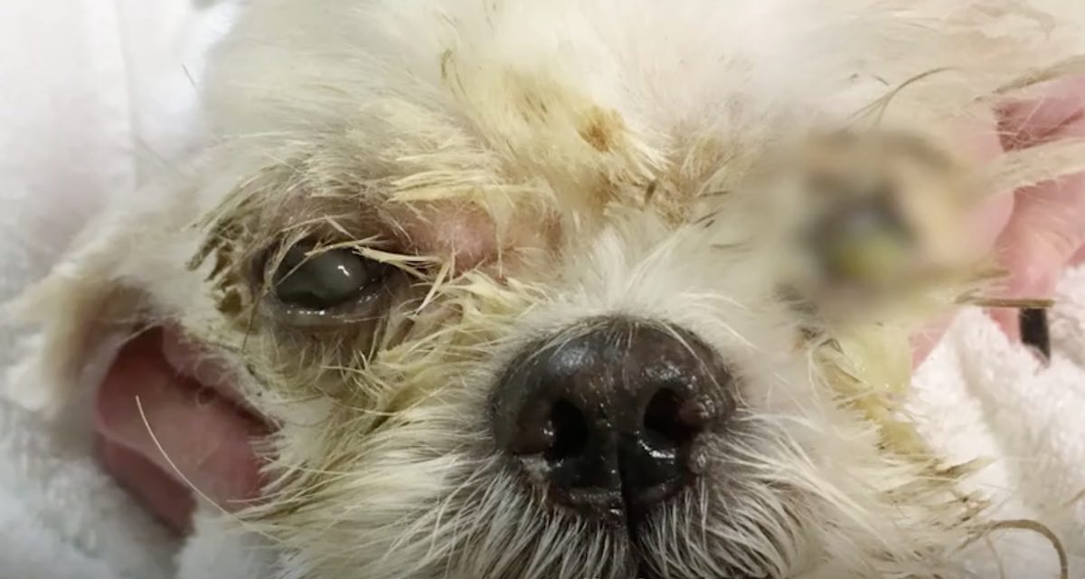 Abandoned Puppy Loses His Eyes but Gains a Lot of Love
