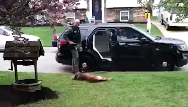 K9 Officer Refuses to Go to Work Until He Gets a Belly Rub