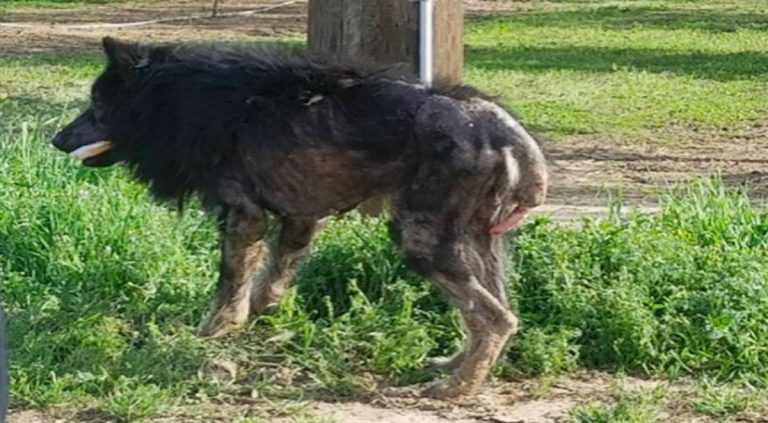 Sick Dog Called a ‘Werewolf’ But No One Stopped to Help Until Someone Put Out a Plea